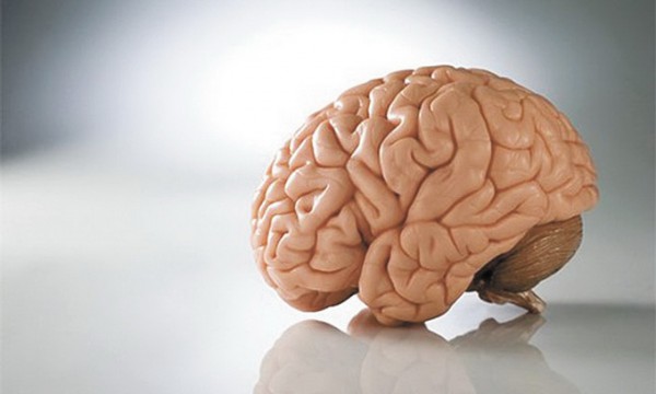 Иммунные клетки мозга способны управлять развитием его соцотделов Иммунные клетки мозга способны управлять развитием его соцотделов