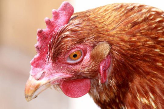 Ученые нашли в глазу курицы новое состояние материи Ученые нашли в глазу курицы новое состояние материи