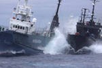 Защитники китов Sea Shepherd объявили "войну" южнокорейским китобоям Защитники китов Sea Shepherd объявили "войну" южнокорейским китобоям