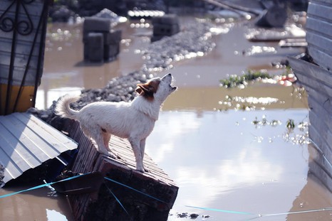 Число жертв наводнения на Кубани возросло до 153 Число жертв наводнения на Кубани возросло до 153