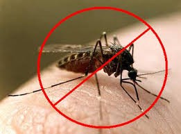 Природное средство против малярийных комаров.