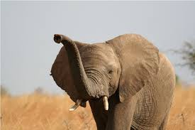 Лучшее в мире обоняние - у африканских слонов.