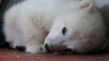 Работники зоопарка в Якутии продлили карантин для белого медвежонка Работники зоопарка в Якутии продлили карантин для белого медвежонка