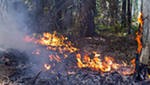 Лесоохрана за сутки потушила на Дальнем Востоке 12 природных пожаров Лесоохрана за сутки потушила на Дальнем Востоке 12 природных пожаров