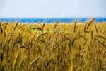 Свердловские аграрии не рассчитывают на высокий урожай зерновых из-за жары Свердловские аграрии не рассчитывают на высокий урожай зерновых из-за жары