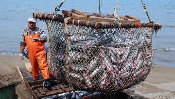 Морская рыба на Дальнем Востоке может быть опасной из-за аварии на «Фукусиме» Морская рыба на Дальнем Востоке может быть опасной из-за аварии на «Фукусиме»