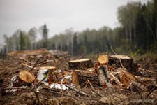 "Зеленые" считают незаконной рубку дубов в Химкинском лесу до компенсационных мероприятий "Зеленые" считают незаконной рубку дубов в Химкинском лесу до компенсационных мероприятий