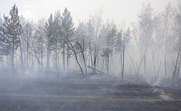 Иркутские и красноярские десантники помогут тушить лесные пожары в Томской области Иркутские и красноярские десантники помогут тушить лесные пожары в Томской области