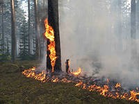 Почти 4 тыс гектаров леса горят в Красноярском крае Почти 4 тыс гектаров леса горят в Красноярском крае