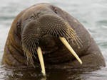 Два чукотских моржонка поселятся в Приморском океанариуме Два чукотских моржонка поселятся в Приморском океанариуме