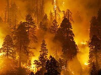 Число лесных пожаров в РФ за сутки выросло на 20%, до 216 очагов Число лесных пожаров в РФ за сутки выросло на 20%, до 216 очагов