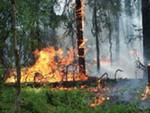 Число лесных пожаров в РФ за сутки почти не изменилось, действуют 205 очагов Число лесных пожаров в РФ за сутки почти не изменилось, действуют 205 очагов
