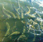 Медведев поручил главе Минприроды обсудить с Астаной снижение уровня воды в реке Ишим Медведев поручил главе Минприроды обсудить с Астаной снижение уровня воды в реке Ишим