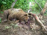 Офицер, убивший двух лосей в охраняемом заказнике, оштрафован в Мурманской области Офицер, убивший двух лосей в охраняемом заказнике, оштрафован в Мурманской области
