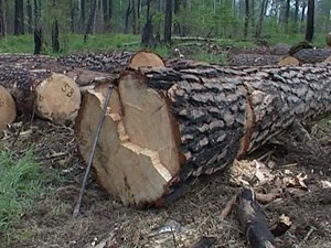 Ульяновские чиновники отчитаются за каждое срубленное дерево Ульяновские чиновники отчитаются за каждое срубленное дерево