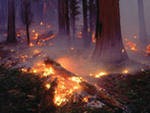 Лесные пожары на Урале, в Сибири и на Дальнем Востоке тушат 70 воздушных судов Лесные пожары на Урале, в Сибири и на Дальнем Востоке тушат 70 воздушных судов