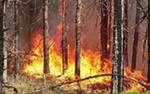 Число лесных пожаров в РФ за сутки почти не изменилось, действуют 179 очагов Число лесных пожаров в РФ за сутки почти не изменилось, действуют 179 очагов
