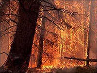Ответственность за лесные пожары должна быть персональной Ответственность за лесные пожары должна быть персональной