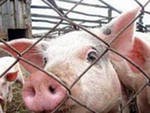 Все поголовье свиней в очаге АЧС на Украине вакцинируют в ближайшее время Все поголовье свиней в очаге АЧС на Украине вакцинируют в ближайшее время