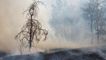 Количество лесных пожаров в РФ за сутки возросло до 135 Количество лесных пожаров в РФ за сутки возросло до 135