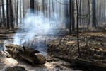 Пожар в сосновом бору в Ростовской области локализован Пожар в сосновом бору в Ростовской области локализован