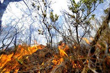 Число лесных пожаров в РФ за сутки увеличилось до 145 очагов Число лесных пожаров в РФ за сутки увеличилось до 145 очагов