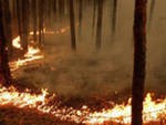 Площадь лесных пожаров в Сибири сократилась более чем вдвое - до 4 тысяч га Площадь лесных пожаров в Сибири сократилась более чем вдвое - до 4 тысяч га