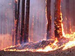 Все лесные пожары, бушевавшие в Томской области, потушены Все лесные пожары, бушевавшие в Томской области, потушены
