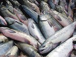 Прокуратура в Приморье изъяла около 11 тонн опасной рыбопродукции Прокуратура в Приморье изъяла около 11 тонн опасной рыбопродукции