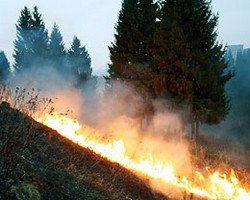 Площадь лесных пожаров в Сибири увеличилась почти до 7 тыс гектаров Площадь лесных пожаров в Сибири увеличилась почти до 7 тыс гектаров