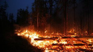Число лесных пожаров в РФ за выходные снизилось вдвое, до 8 очагов - Рослесхоз Число лесных пожаров в РФ за выходные снизилось вдвое, до 8 очагов - Рослесхоз