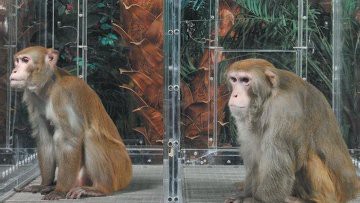 Низкокалорийная диета не продлила жизнь макакам-резус. Низкокалорийная диета не продлила жизнь макакам-резус.