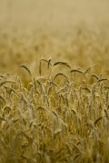 Урожай зерна в РФ в текущем сельхозгоду составит 70-75 млн тонн Урожай зерна в РФ в текущем сельхозгоду составит 70-75 млн тонн