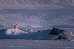 Наблюдения на дрейфующей станции помогут понять причины уменьшения льдов в Арктике Наблюдения на дрейфующей станции помогут понять причины уменьшения льдов в Арктике