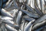 Более тонны омуля изъяли полицейские в Бурятии Более тонны омуля изъяли полицейские в Бурятии