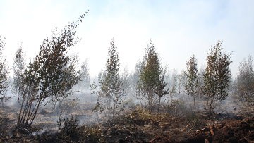 Число лесных пожаров в РФ за выходные не изменилось и составляет 5 очагов Число лесных пожаров в РФ за выходные не изменилось и составляет 5 очагов