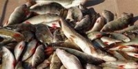 Фестиваль "Народная рыбалка" начинается на Волге под Казанью Фестиваль "Народная рыбалка" начинается на Волге под Казанью