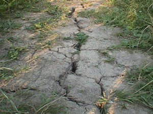 Уже три района Ростовской области пострадали от засухи Уже три района Ростовской области пострадали от засухи