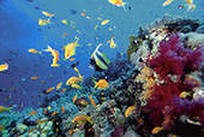 Почти 80% коралловых рифов могут погибнуть в водах Бразилии через полвека Почти 80% коралловых рифов могут погибнуть в водах Бразилии через полвека