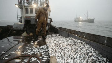 Рыбаки Чукотки вдвое снизили добычу лососевых, освоив 38% квоты Рыбаки Чукотки вдвое снизили добычу лососевых, освоив 38% квоты