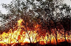 Глава уголовной полиции Германии не знает, причастна ли «Аль-Каида» к поджогам лесов Глава уголовной полиции Германии не знает, причастна ли «Аль-Каида» к поджогам лесов