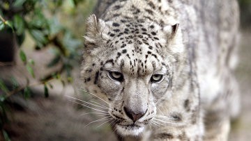 WWF увеличивает финансирование исследований ирбиса в России до 250 тыс евро WWF увеличивает финансирование исследований ирбиса в России до 250 тыс евро
