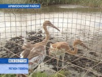 Спасенный в Казахстане стерх находится в городе Державинск, его готовят к отправке в РФ Спасенный в Казахстане стерх находится в городе Державинск, его готовят к отправке в РФ