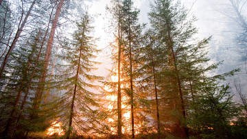 Один лесной пожар остается непотушенным в России Один лесной пожар остается непотушенным в России