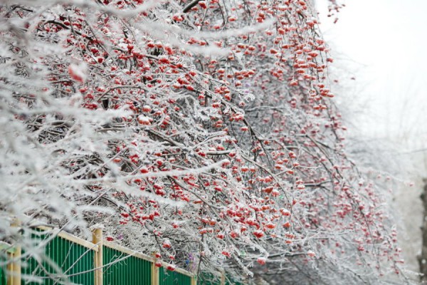 Ледяной дождь 2010 года сейчас не повторится Ледяной дождь 2010 года сейчас не повторится
