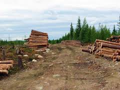 Рослесхоз в 2013 г предложит Карелии новую модель ведения лесного хозяйства Рослесхоз в 2013 г предложит Карелии новую модель ведения лесного хозяйства