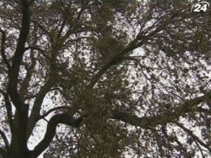 В шести графствах Британии также выявлен губительный для ясеня грибок В шести графствах Британии также выявлен губительный для ясеня грибок