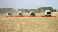 Власти пока не планируют расширять географию зерновых интервенций на европейскую часть РФ Власти пока не планируют расширять географию зерновых интервенций на европейскую часть РФ