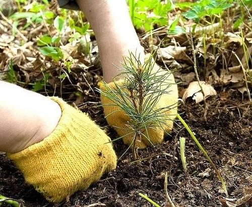 В этом году в Горном Алтае экологи высадили более 400 га хвойных лесов В этом году в Горном Алтае экологи высадили более 400 га хвойных лесов