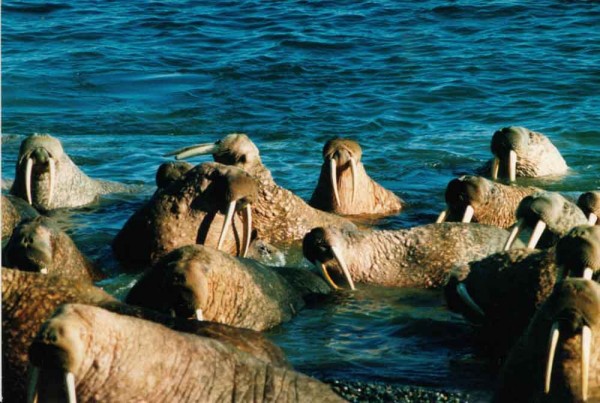 Впервые оценена численность моржей в юго-восточной части Баренцева моря, она составляет 2,2 тыс. особей Впервые оценена численность моржей в юго-восточной части Баренцева моря, она составляет 2,2 тыс. особей